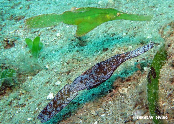 photo dive macro in Nosy Be